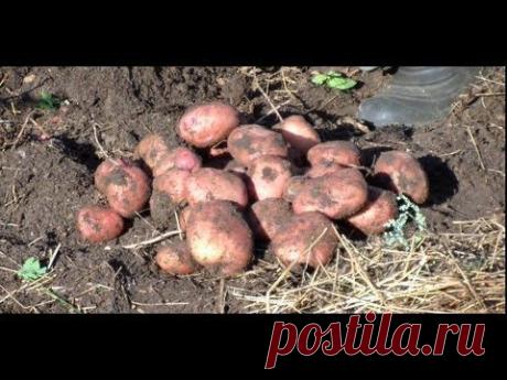 Как вырастить картофель под соломой или сеном