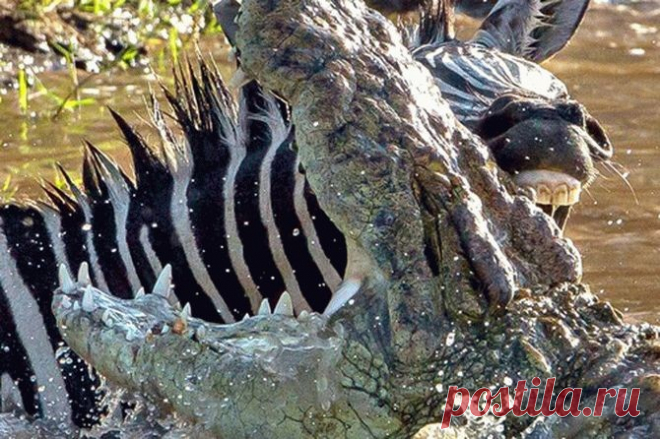 Зебра отбилась от крокодилов и умудрилась покусать одного из них