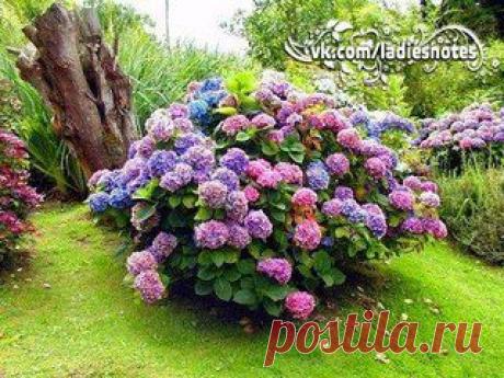 и размножение гортензии | Женский журнал