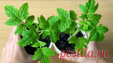 Что делать если ваша рассада чахнет. Простое удобрение, чтобы рассада томатов не вытягивалась, не желтела, была коренастая и здоровая | Огород с Вероникой | Дзен