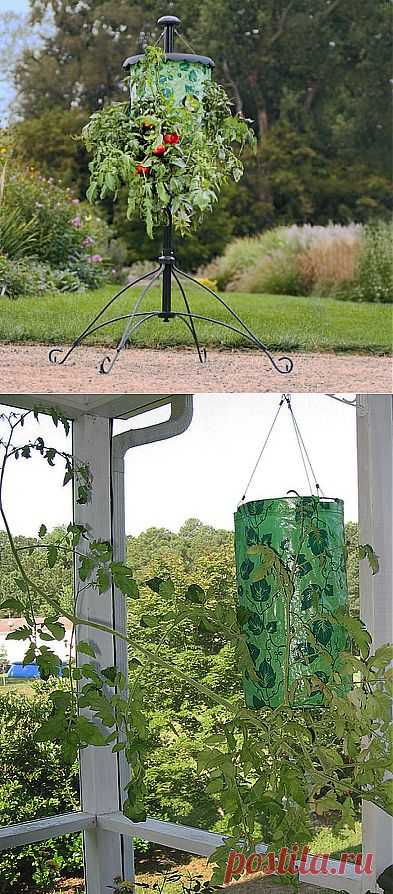 ОГОРОД ВВЕРХ ТОРМАШКАМИ ИЛИ ВЫРАЩИВАНИЕ РАСТЕНИЙ В ПЕРЕВЕРНУТОМ ВИДЕ. | Самоцветик