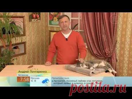Батарея для кошки - YouTube