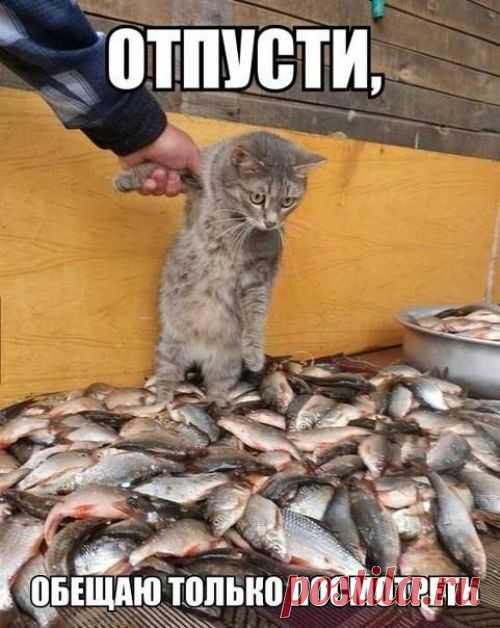 котики Поиск