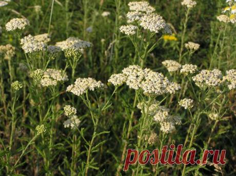 Трава которая поможет разбогатеть и вылечить. | Анна Синицина | Яндекс Дзен