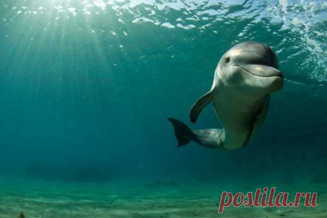 Киты и дельфины… Подборка фотографий этих удивительных морских животных… — Фотоискусство