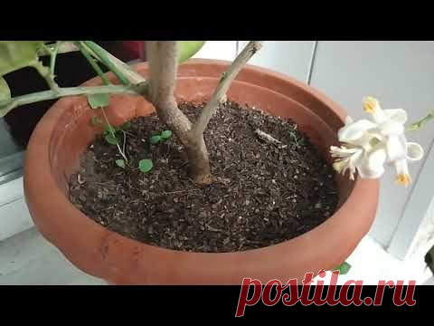 Підкормка для цитрусів. - YouTube