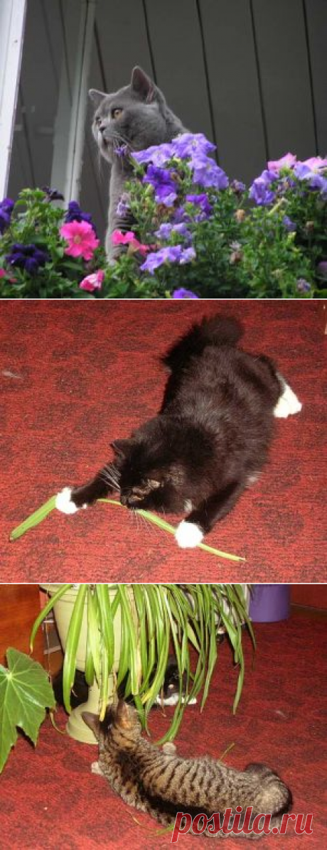Кошки и комнатные растения - Все о комнатных растениях на flowersweb.info