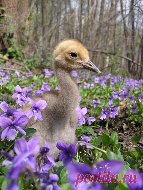 Птенец журавля