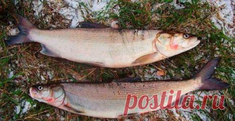 5 видов рыбы, которую в магазине чаще всего выдают за другую