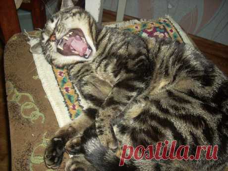 наш Вася- зевает