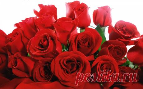 rose-order-45-13.jpg (980×612)