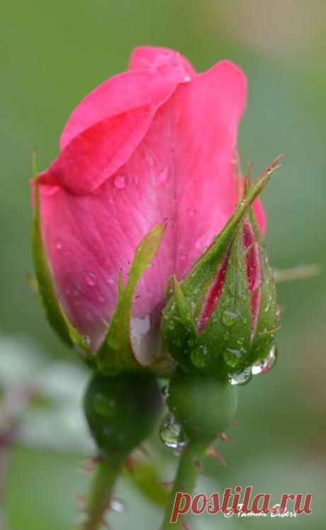 Pinterest