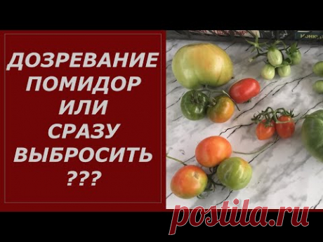 ДОЗРЕВАНИЕ ПОМИДОР ИЛИ СРАЗУ ВЫБРОСИТЬ