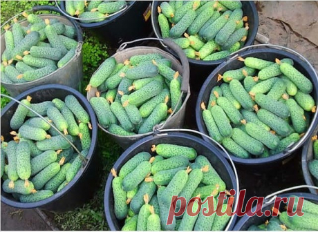 13 ПРАВИЛ МОЩНОГО УРОЖАЯ ОГУРЦОВ