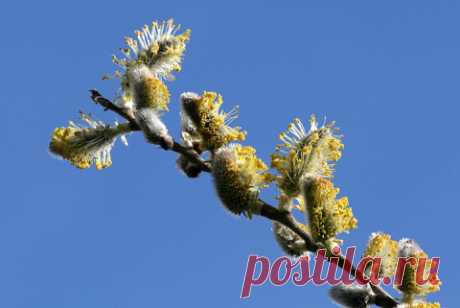 Pussy Willow Wreath | Rosemary's Blog