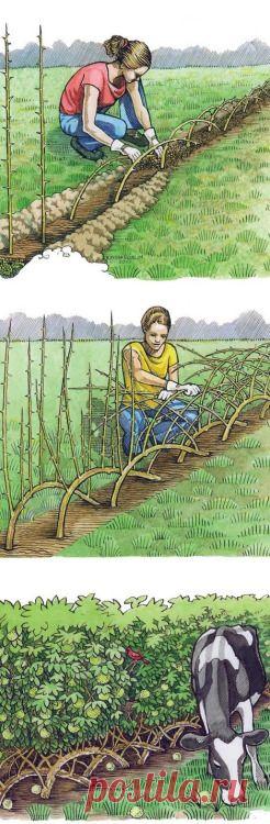 Building a Living Fence &mdash; Gardening