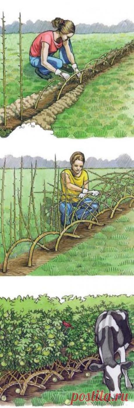 Building a Living Fence &amp;mdash; Gardening