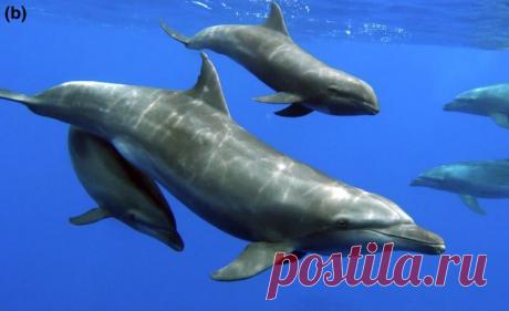 Впервые замечено, как дельфин растит детеныша другого вида В течение более чем трех лет ученые следили за дельфинами-афалинами Tursiops truncatus во Французской Полинезии, а точнее, за самкой, растящей детеныша