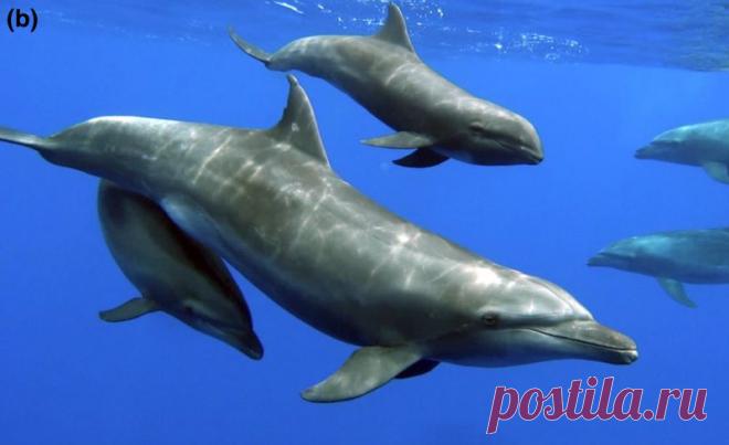 Впервые замечено, как дельфин растит детеныша другого вида В течение более чем трех лет ученые следили за дельфинами-афалинами Tursiops truncatus во Французской Полинезии, а точнее, за самкой, растящей детеныша