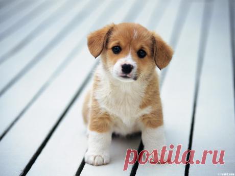 beagle-dog-puppy-1.jpg (1600×1200)