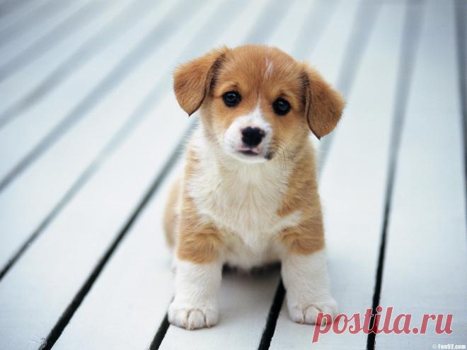 beagle-dog-puppy-1.jpg (1600×1200)