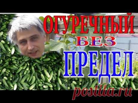 Огуречные хитрости. Большой урожай огурцов. Супер способ. Как растить огурцы. Огурцы на огороде.