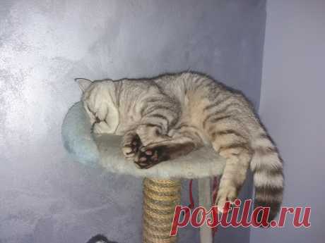 после сытного обеда