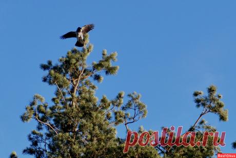 Фото: Ворона. Николай Попов. Природа - Фото и фотограф на Расфокусе.