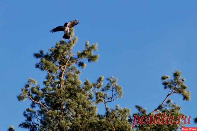 Фото: Ворона. Николай Попов. Природа - Фото и фотограф на Расфокусе.