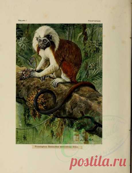 mammals-00050 - Cottontop Tamarin