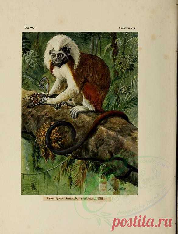 mammals-00050 - Cottontop Tamarin