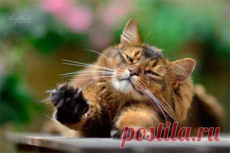 Без кота и жизнь не та ツ