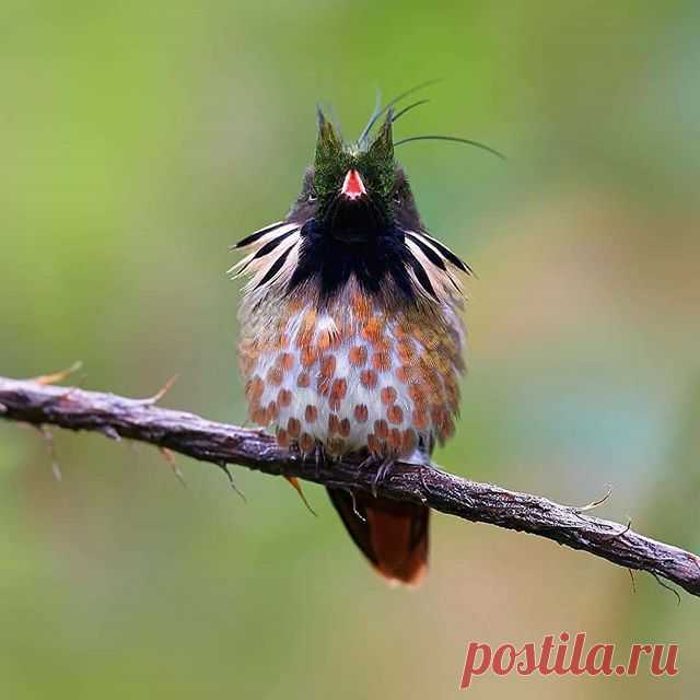 Photo by Best bird pictures on September 10, 2020. На изображении может находиться: растение, на улице и природа.