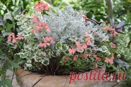 Огород, сад, балкон