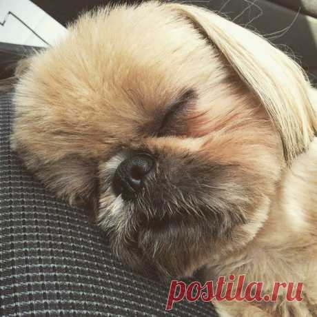 Dougie the Shih Tzu (@dailydougie) • Фото и видео в Instagram