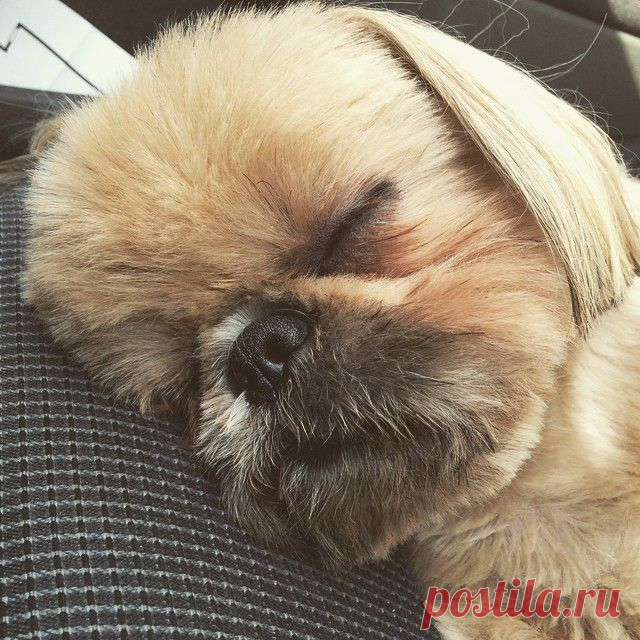 Dougie the Shih Tzu (@dailydougie) • Фото и видео в Instagram