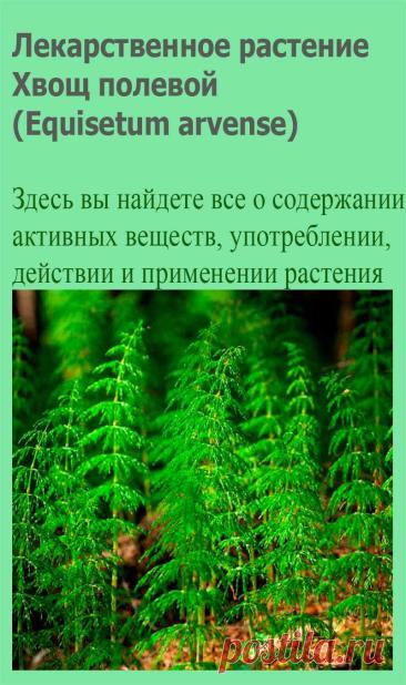 Лекарственное растение Хвощ полевой (Equisetum arvense). Многолетнее растение; весной появляются желто-коричневые неразветвленные членистые побеги, несущие на верхушке спороносный колосок; летом вырастают бороздчатые стерильные мутовчато разветвленные зеленые побеги, толщиной до 0,5 см и длиной до 50 см; треугольно-ланцетные зубчики влагалищ в 2 раза длиннее влагалищной трубки.