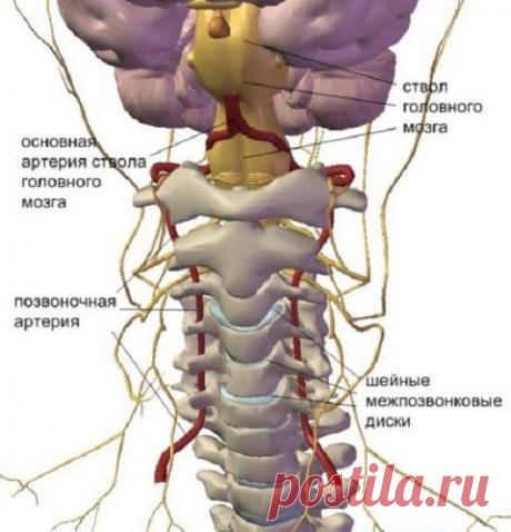 Шейный остеохондроз - симптомы и проявления заболевания, лечение