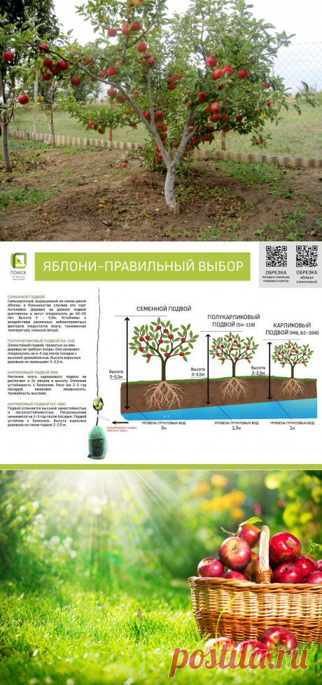 Беспроигрышные яблони - яблони на карликовом подвое: