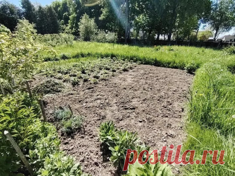 Июньская засуха не страшна: удивительно эффективный способ мульчирования, сохраняющий влагу. Жара, иссушающий ветер, почва трескается – июньская засуха может погубить все труды огородника.