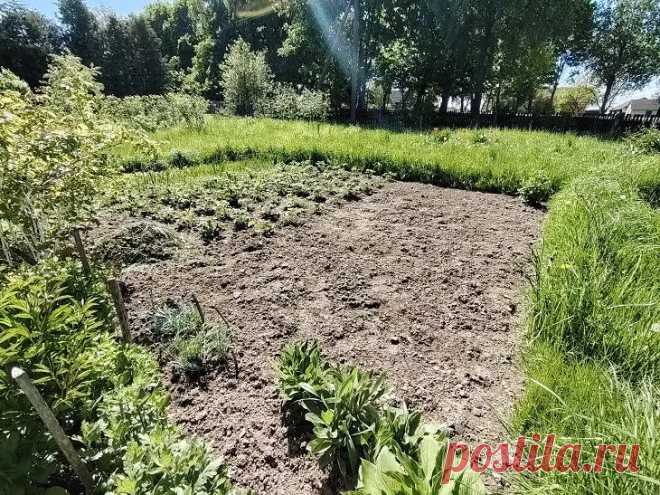 Июньская засуха не страшна: удивительно эффективный способ мульчирования, сохраняющий влагу. Жара, иссушающий ветер, почва трескается – июньская засуха может погубить все труды огородника.
