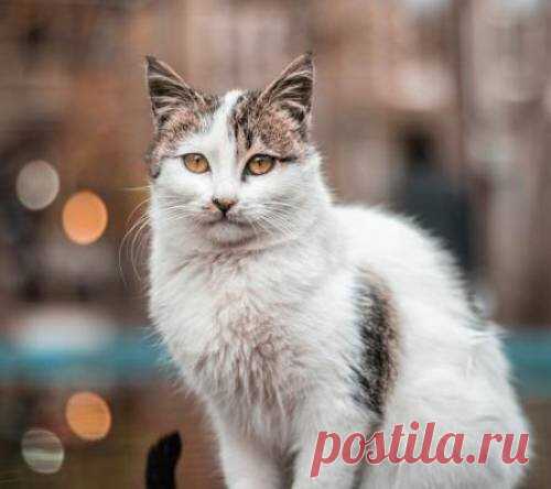 Первые симптомы лейкоза у кошек - возможно ли лечение | Лапа помощи | Дзен