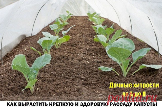 (71) Одноклассники