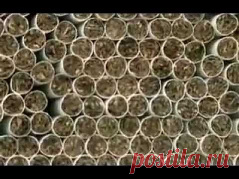 Курящим не смотреть! Как и из чего делают сигареты!