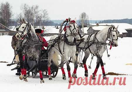 Новый год 2014