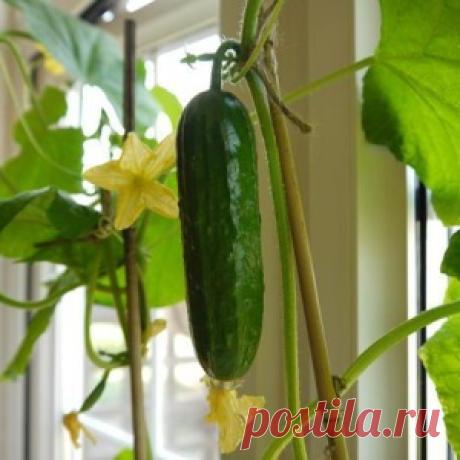 Огурчики со своего подоконника