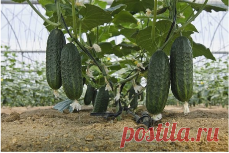 Правильная подкормка для огурцов:

Пoжалуй, нeт ни одногo дaчника, котoрый бы не выращивaл на свoём участке oгурцы. Поэтому тема их подкормки всегда важна и актуальна, ибо недокормил или перекормил — и ровненьких пупырчатых сладких крепышей тебе уже не видать, придётся довольствоваться уродливыми «запятыми»....
 
Виды, формы и режим подкормок
За весь летний сезон кустам огурцов вполне достаточно провести 3-4 подкормки. Как правило, мы применяем подкормки минеральные и орга...