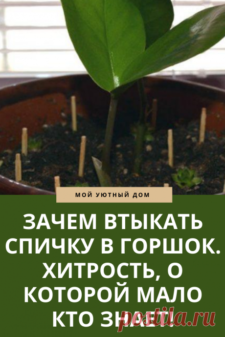 Зачем втыкать спички в горшок с растениями