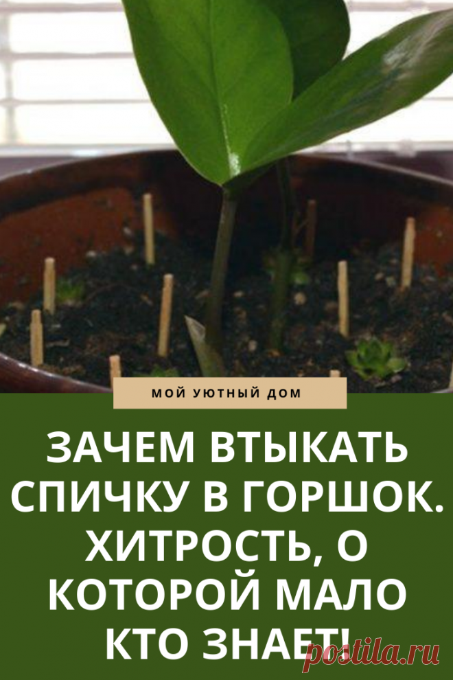 Зачем втыкать спички в горшок с растениями