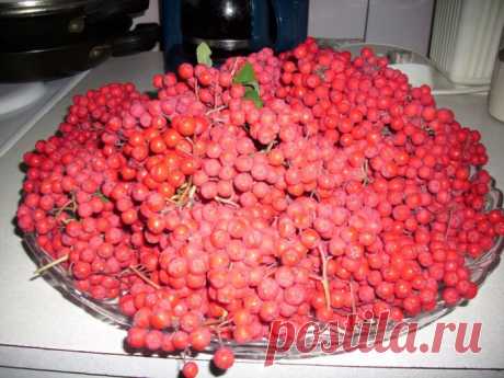 цитата nina_andreevna : Любимые рябиновые рецепты (12:13 14-09-2011) [3987754/184372534] - belka-aga@mail.ru - Почта Mail.Ru